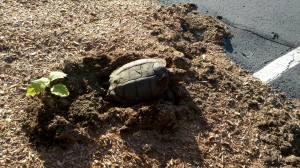 Turtle Dig