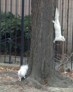 Squirrel Twins