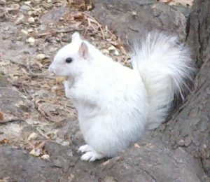 WhiteSquirrel1