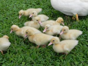 Ducklings2