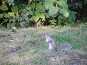 Standing Squirrel