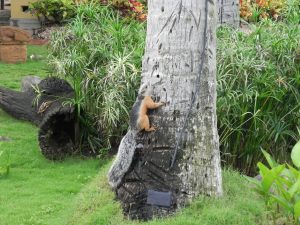 Tropical Squirrel 7