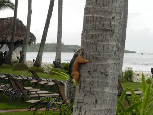 Tropical Squirrel 8