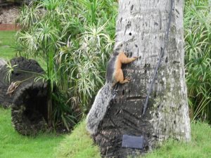 Tropical Squirrel6