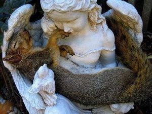 Angel Squirrel