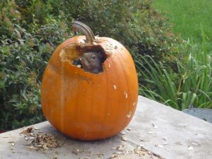 Pumpkin Squirrel