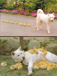 Duck Dog