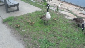 Geese babies