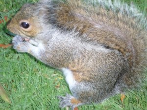 SA Squirrel 1