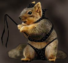 BDSM Squirrel